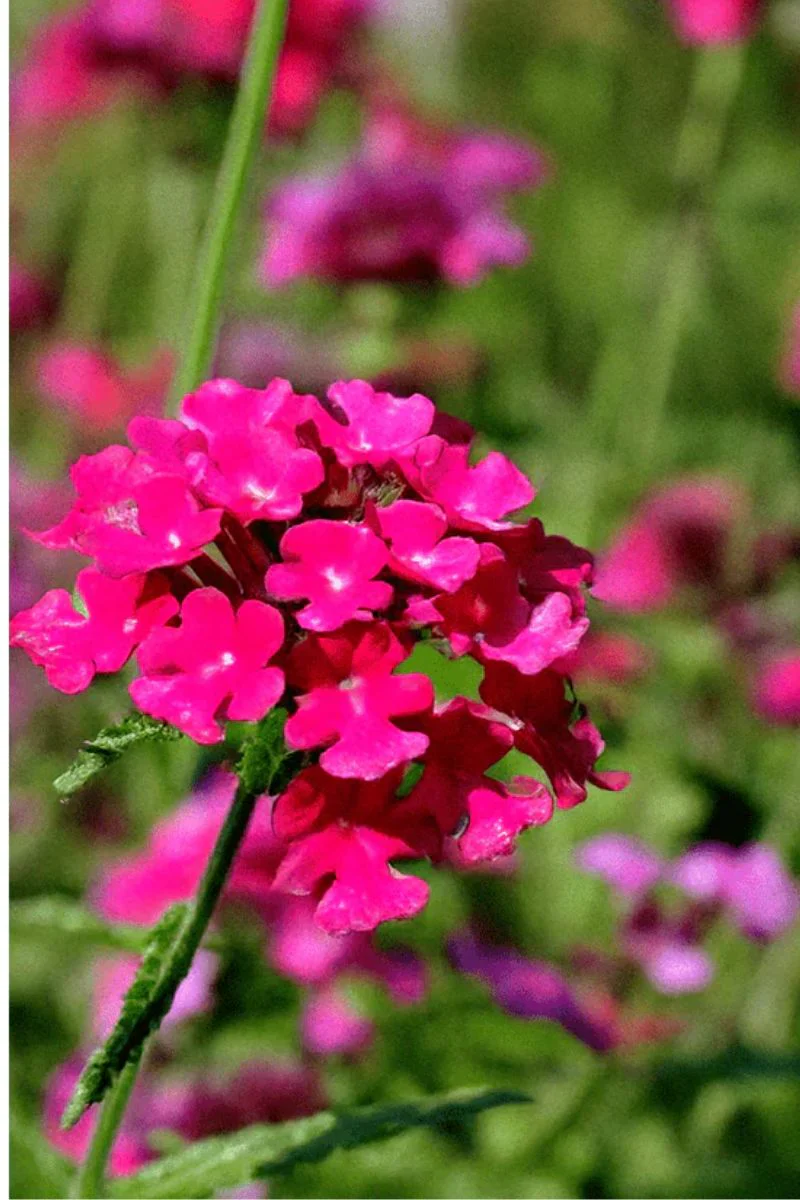 Chive Verbena Flower Seeds - Image 2