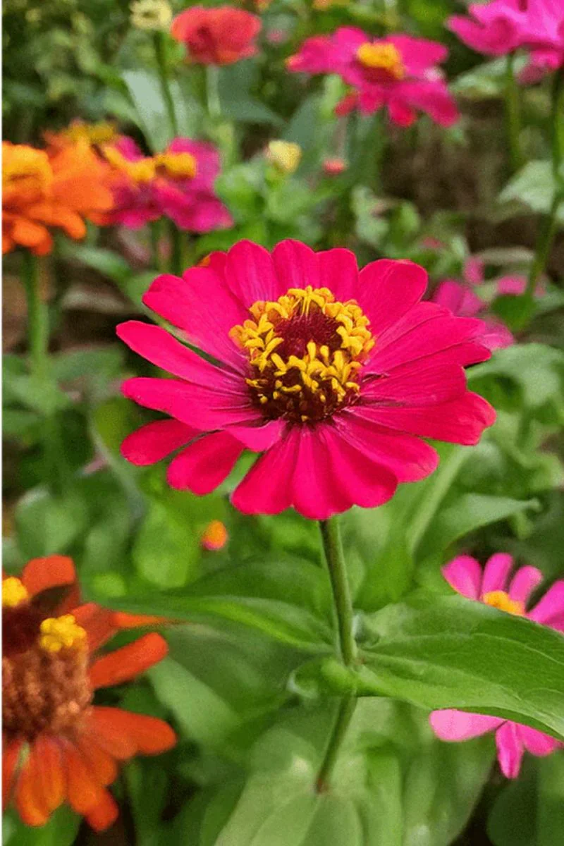 Chive Zinnia Flower Seeds - Image 2
