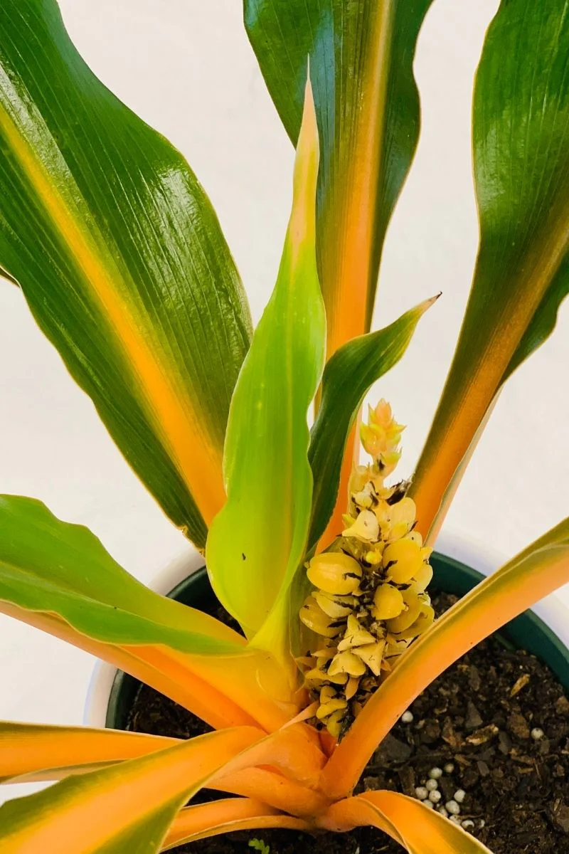 Chlorophytum Mandarin Orange 6"