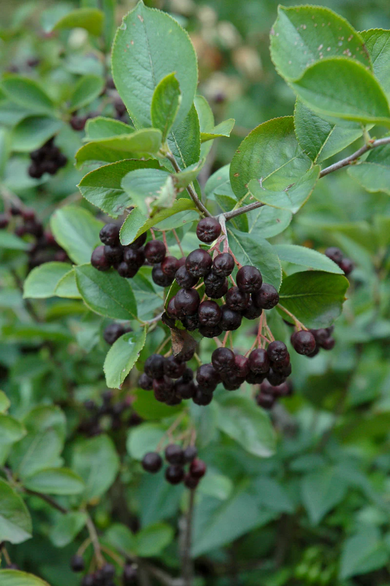 Chokeberry, Black