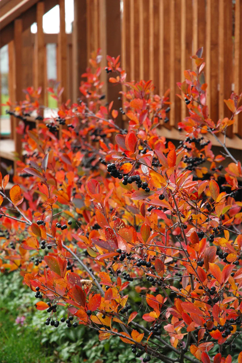 Chokeberry, Black Autumn Magic