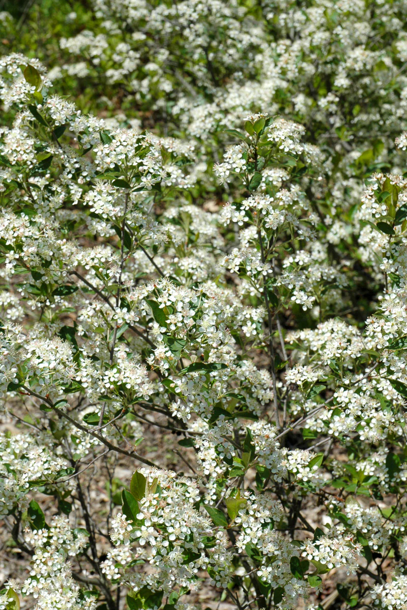 Chokeberry, Iroquois Beauty
