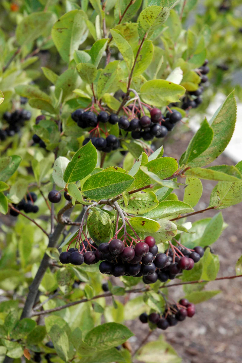 Chokeberry, Iroquois Beauty - Image 2