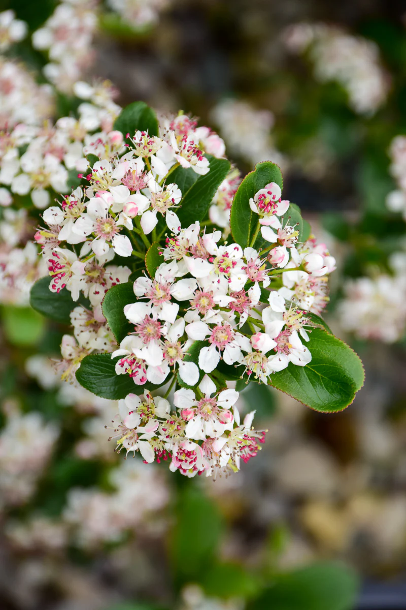 Chokeberry, Low Scape Mound