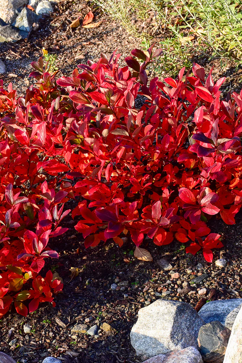 Chokeberry, Low Scape Mound - Image 2