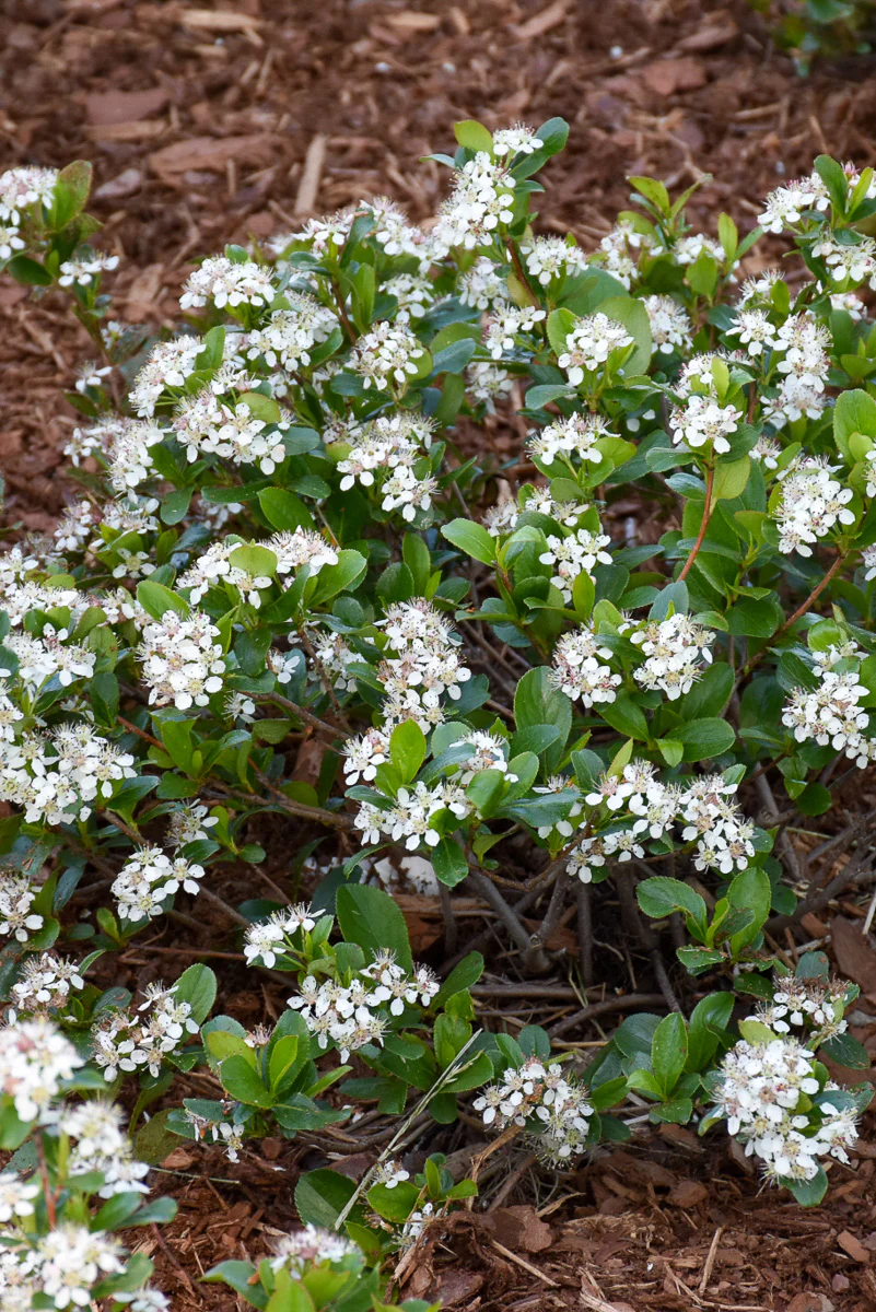 Chokeberry, Low Scape Mound - Image 3