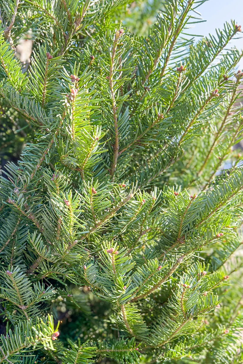 Balsam Fir | Christmas Tree - Image 3