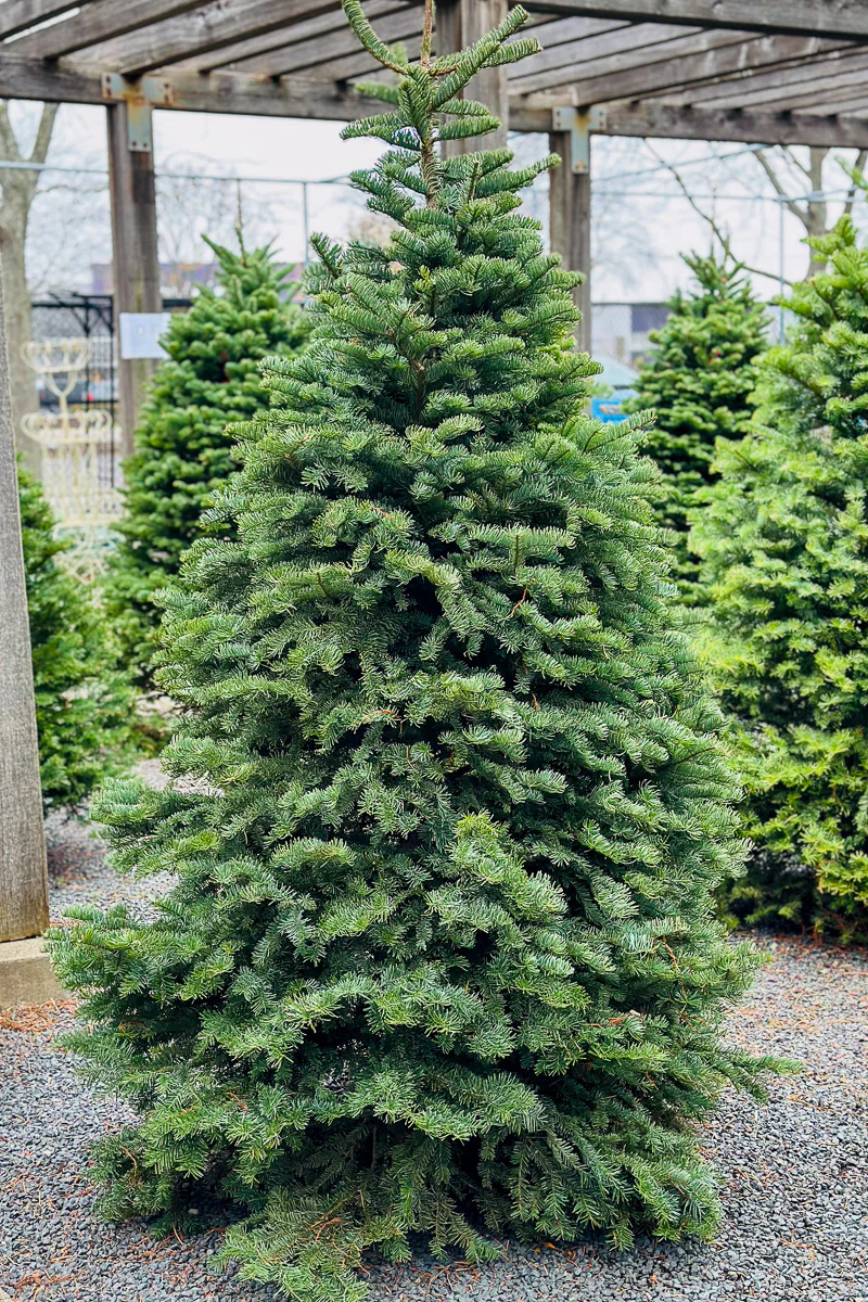 Christmas Tree, Noble Fir - Image 2