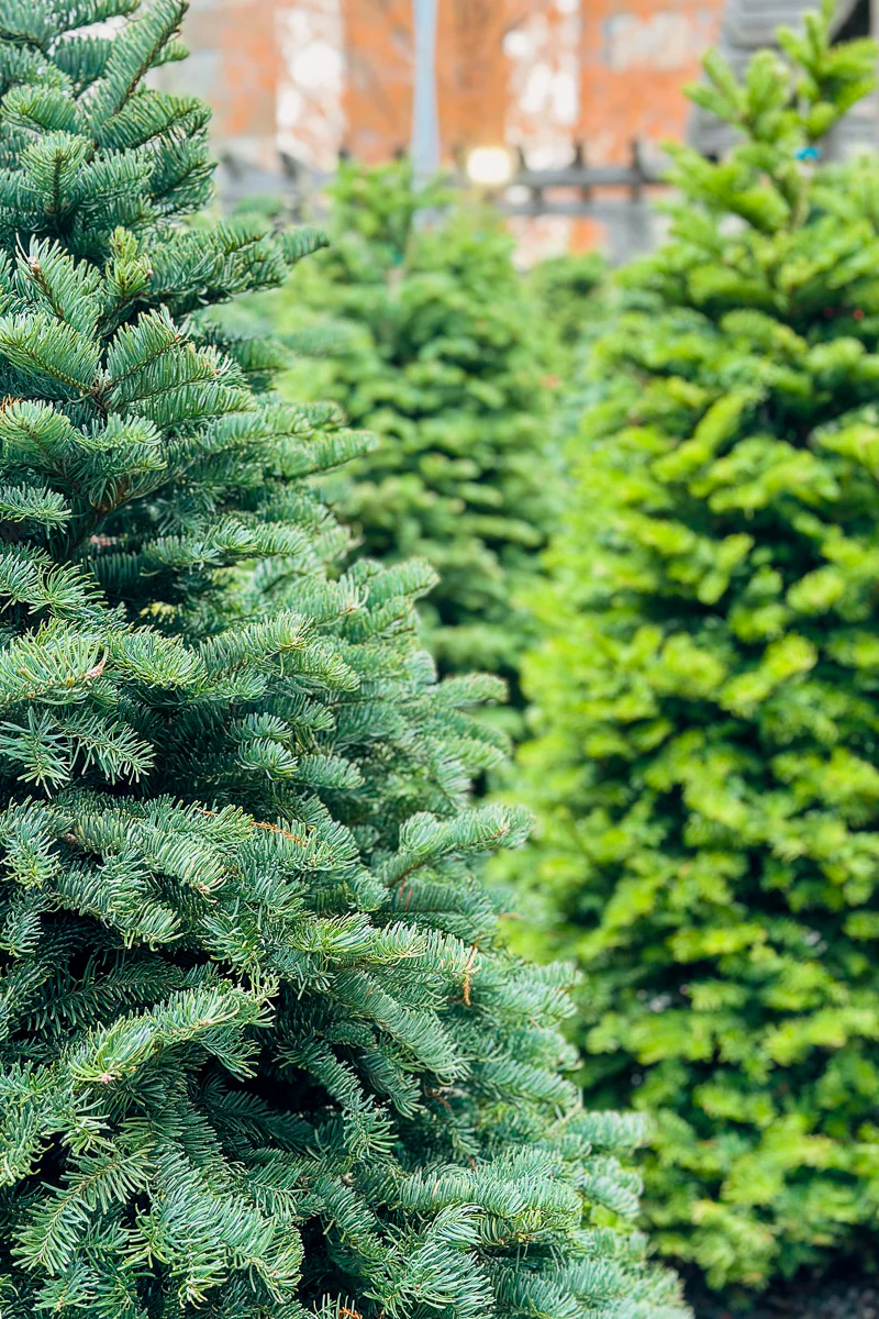 Christmas Tree, Noble Fir - Image 3