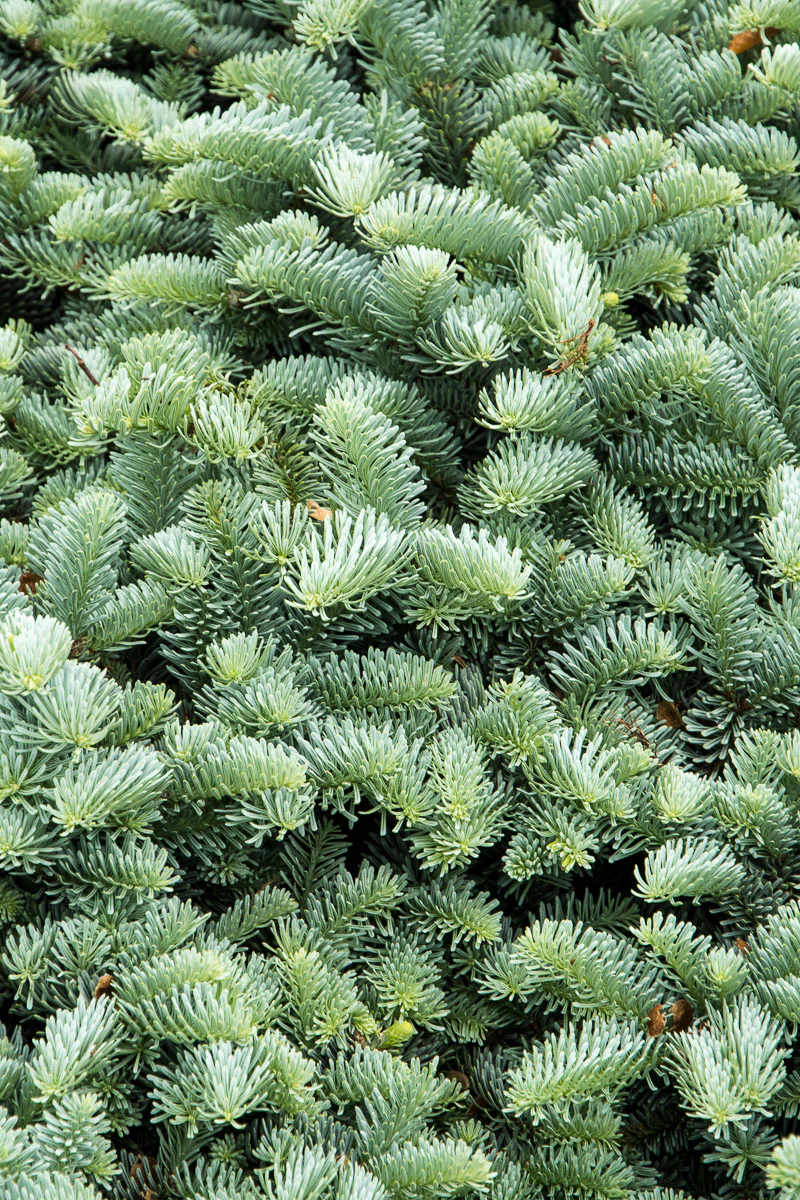 Christmas Tree, Noble Fir - Image 4