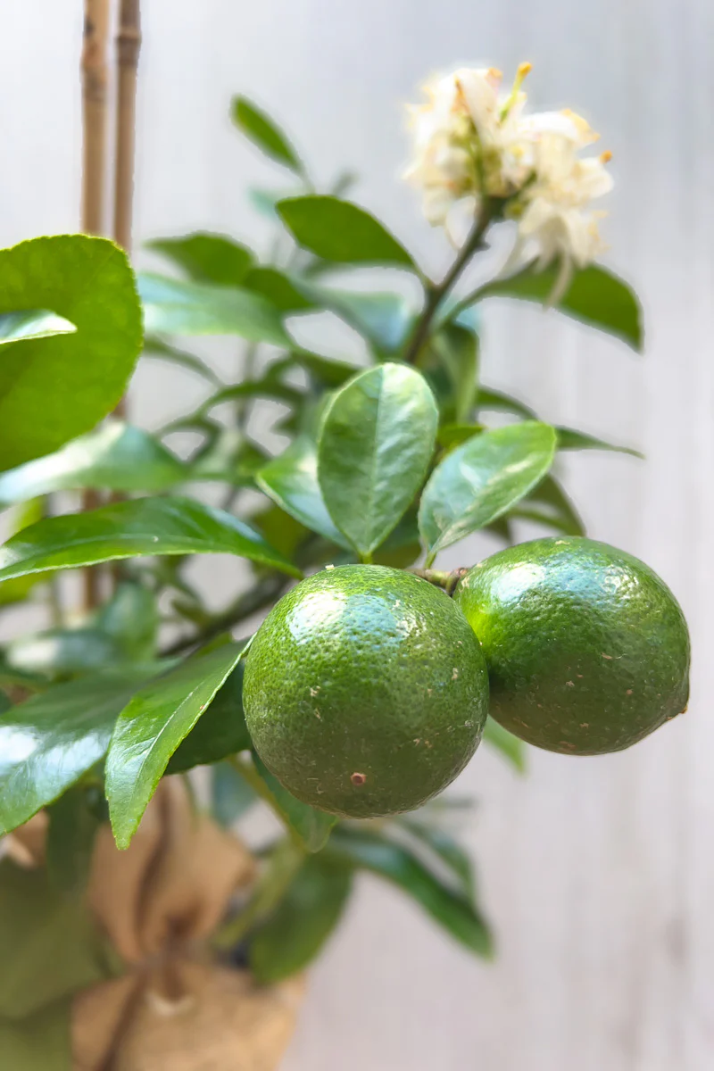 Citrus, Lemon Meyer 8"