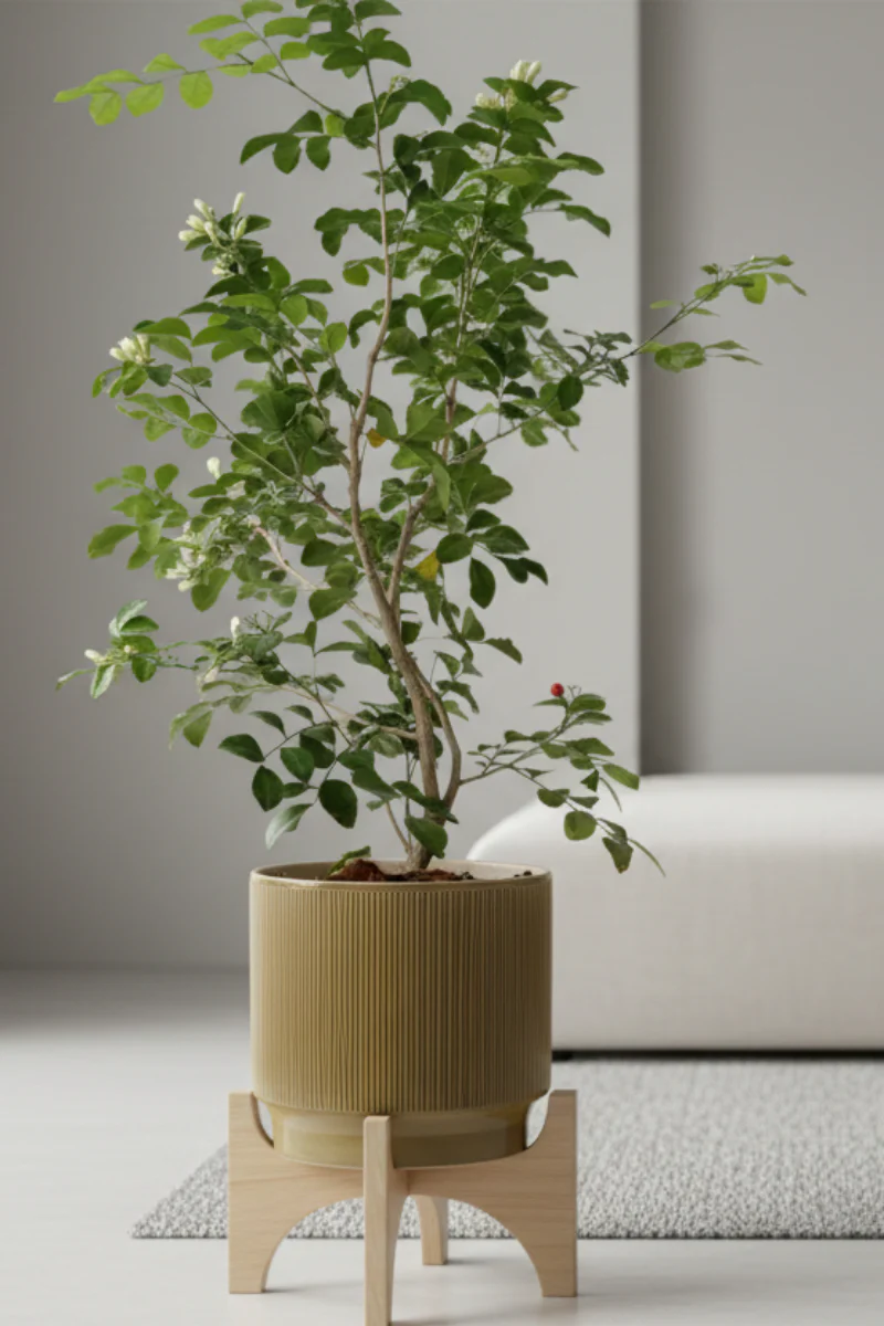 Citrus, Orange Jasmine Lakeview 14" - Image 2