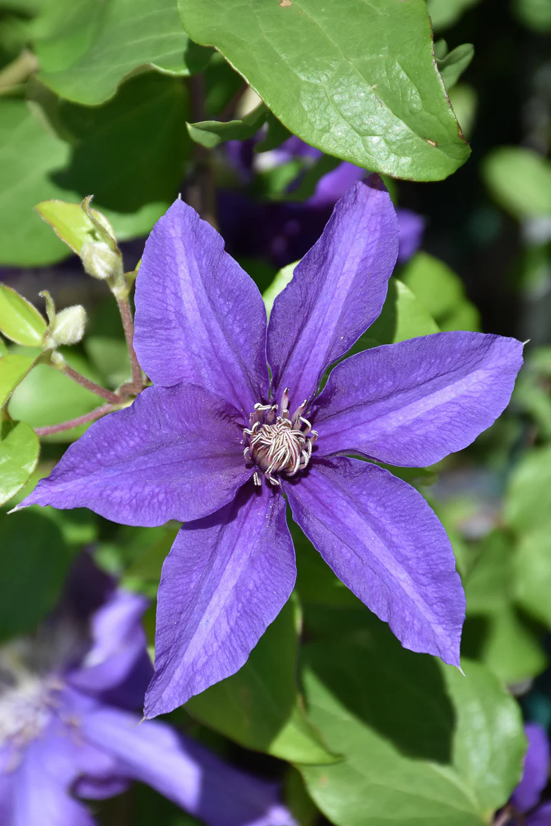 Clematis, Boulevard Sacha