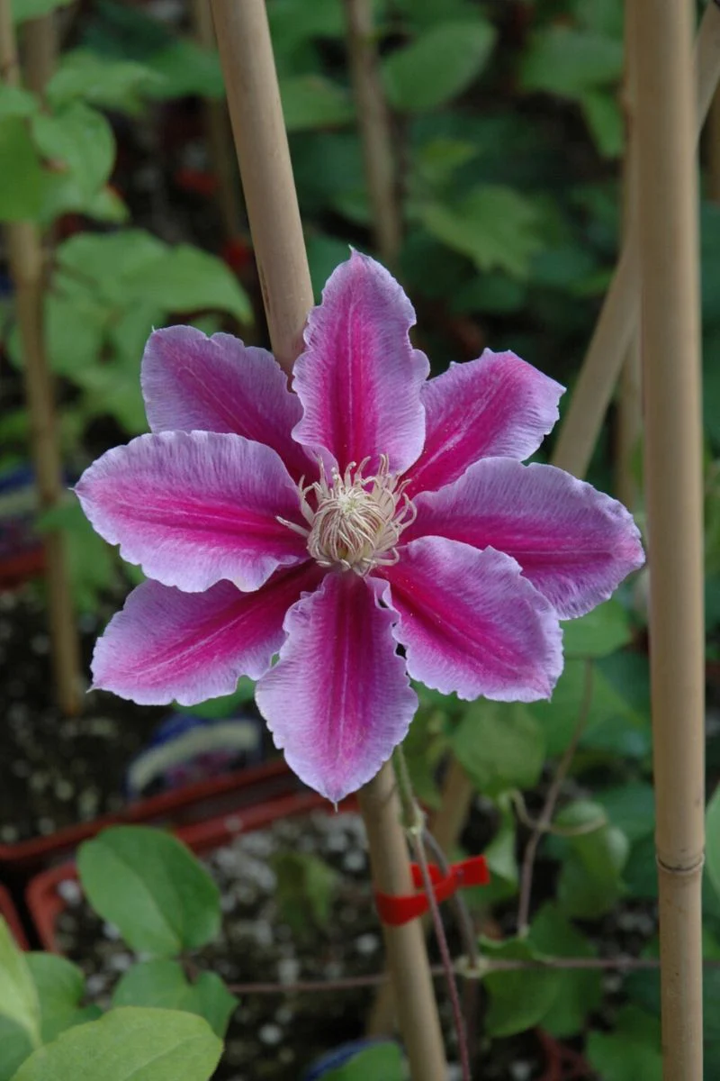 Clematis, Dr. Ruppel