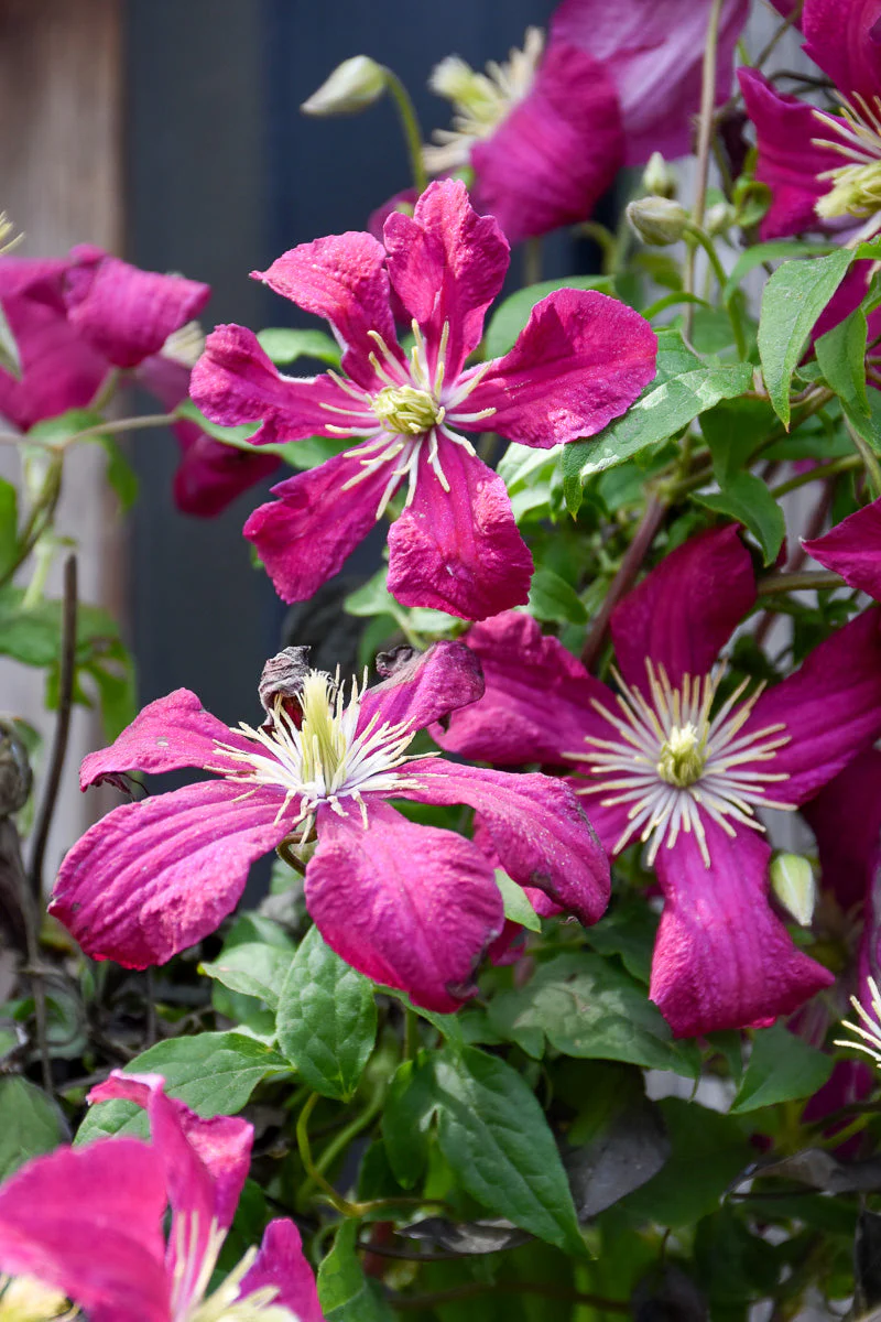 Clematis, Madame Julia Correvon