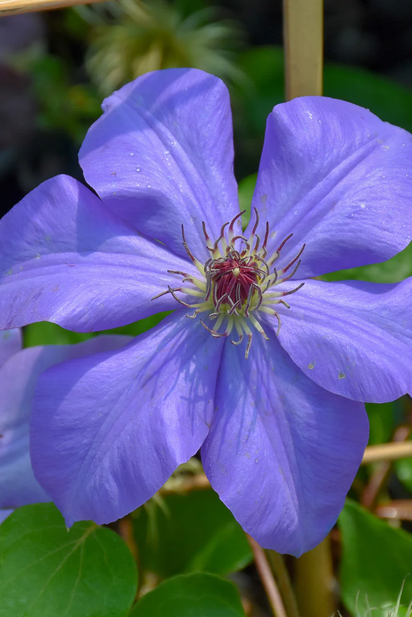 Clematis, Ramona