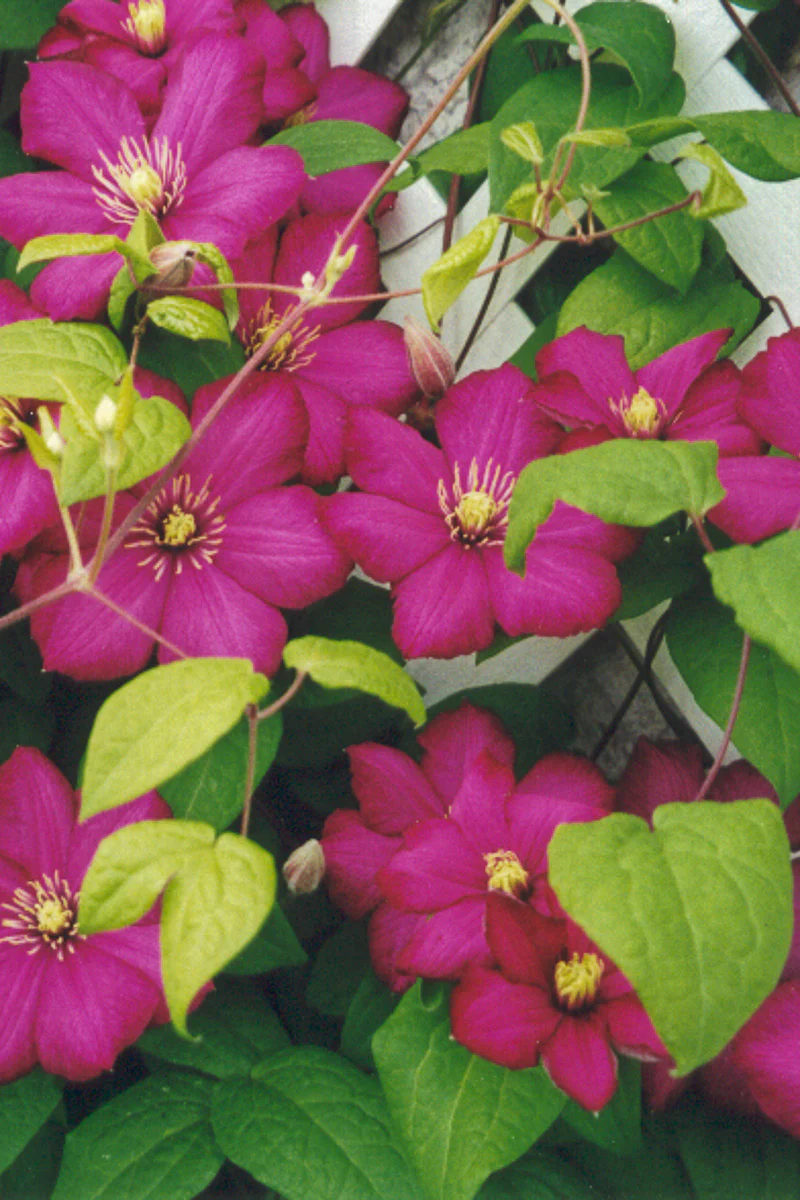 Clematis, Ville De Lyon