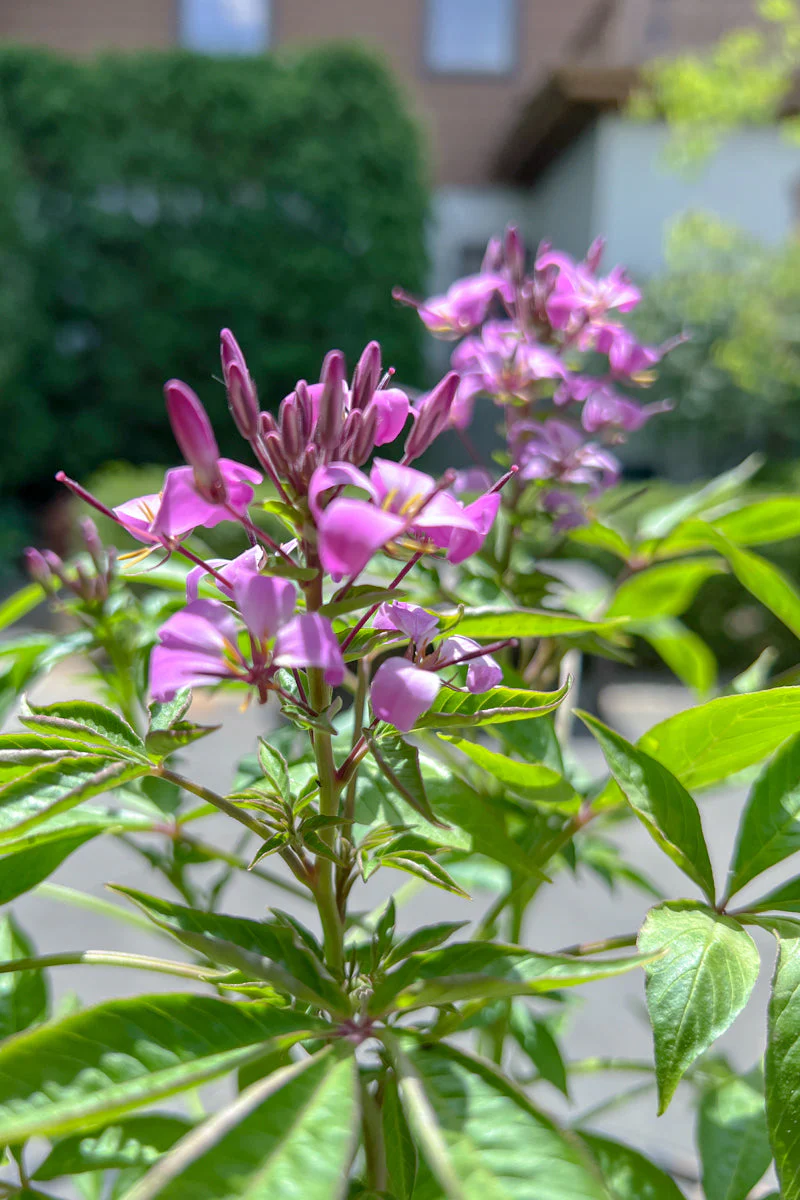 Cleome, Senorita Rosalita - Image 2