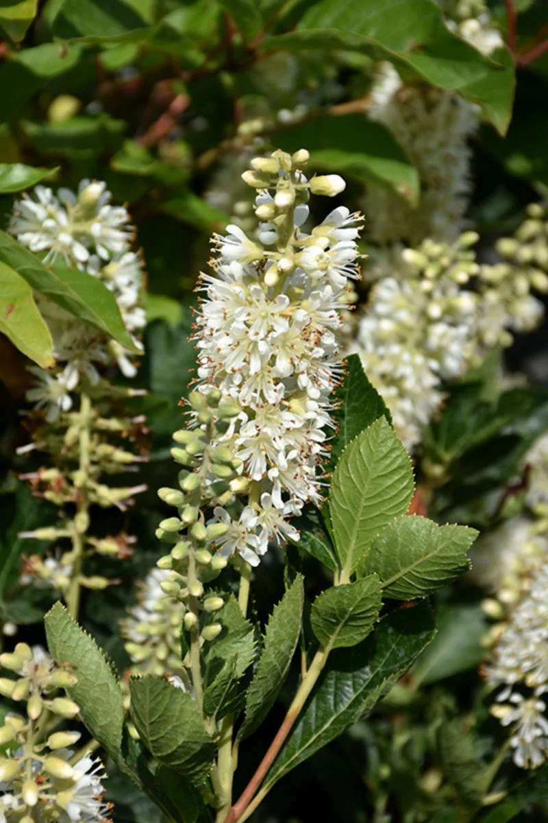 Clethra, Vanilla Spice
