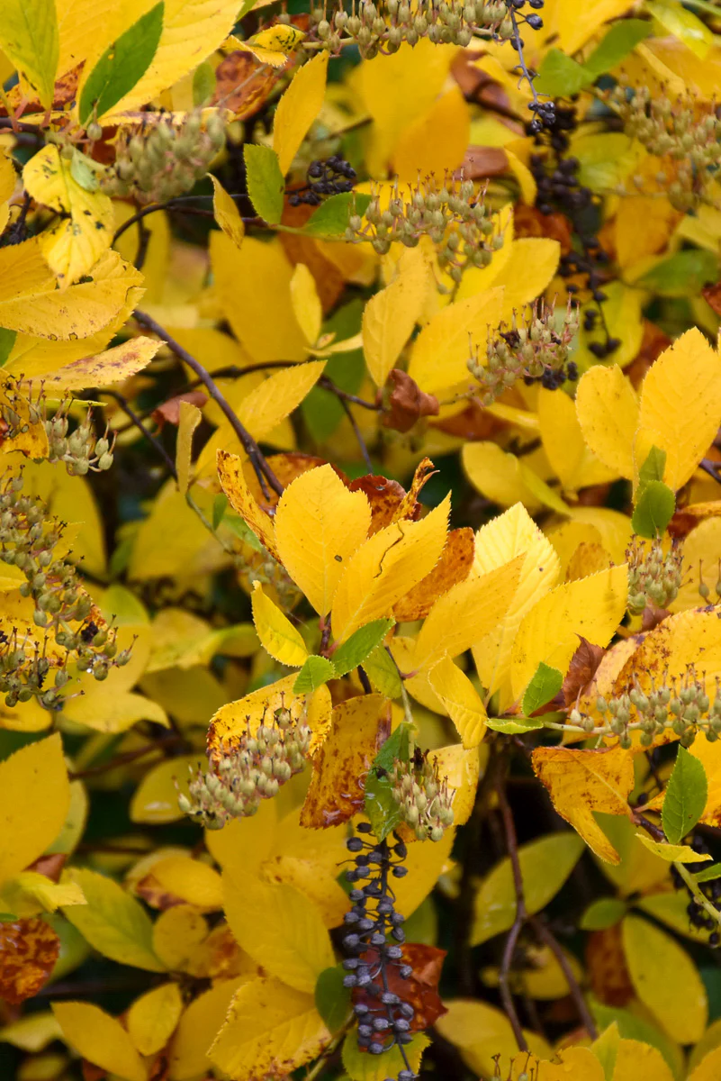Clethera, Vanilla Spice 3G - Image 2
