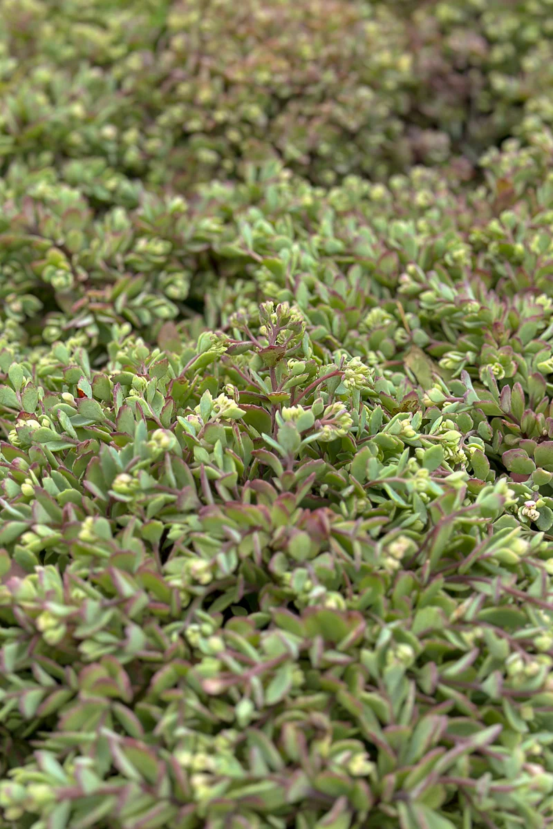 Sedum, Steel the Show