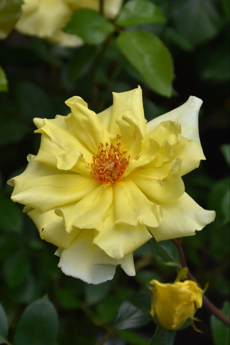 Climbing Rose, Golden Showers