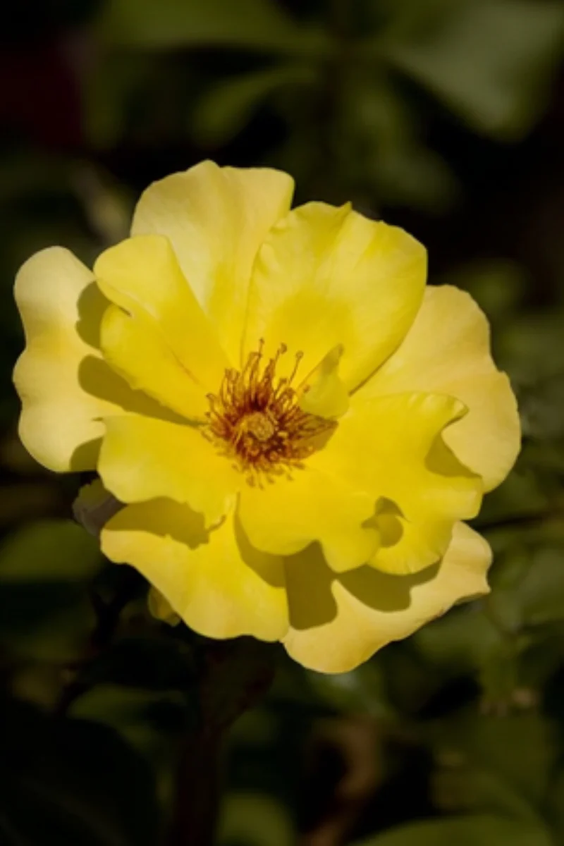 Climbing Rose, Golden Showers - Image 2