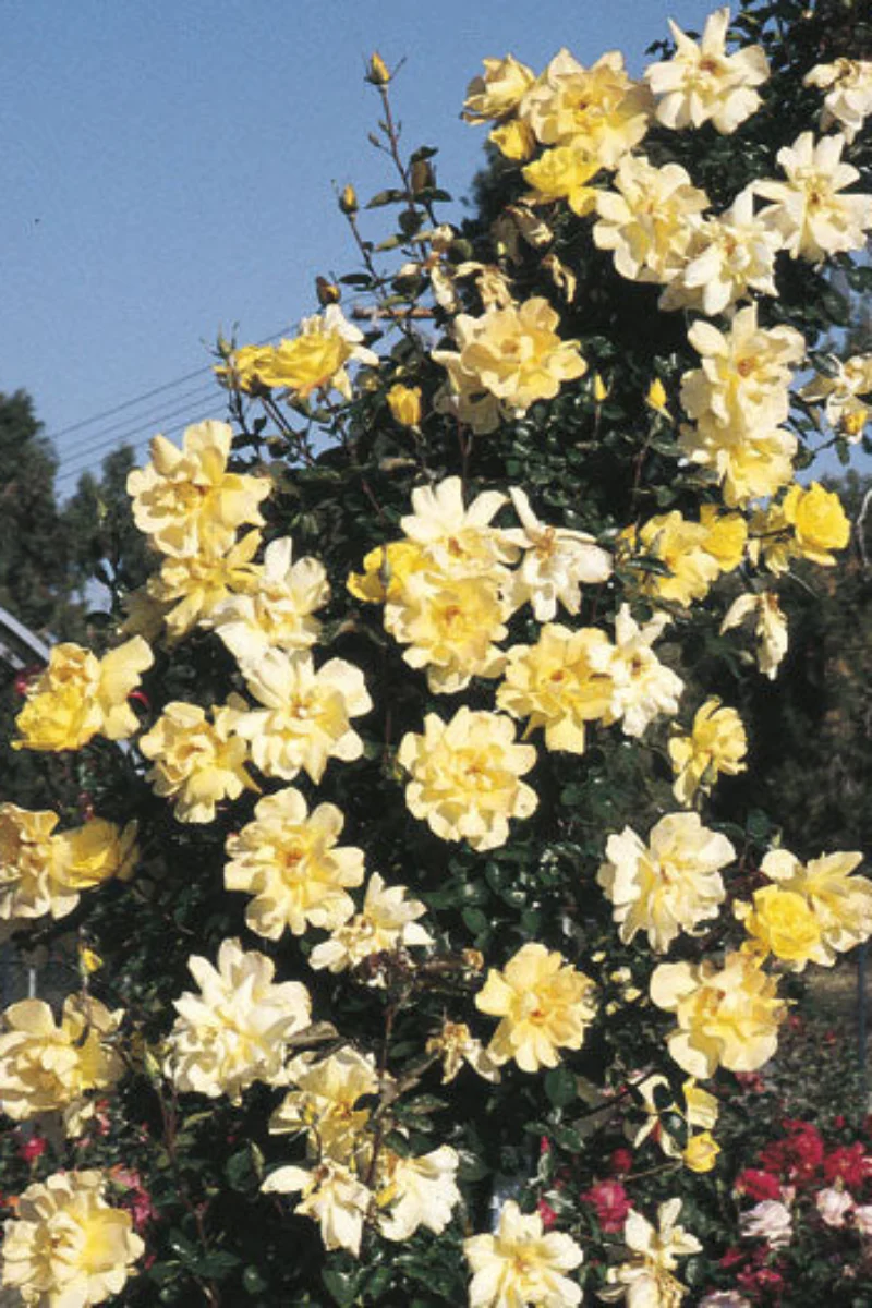 Climbing Rose, Golden Showers - Image 3