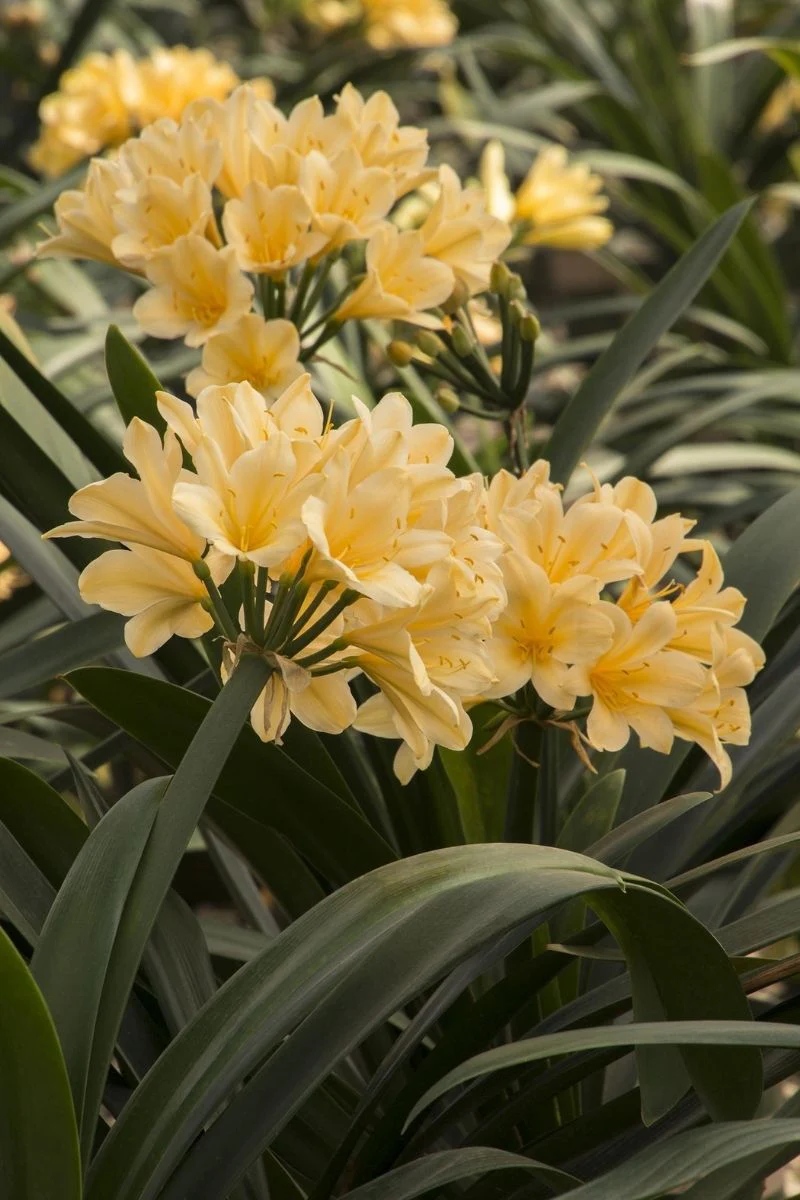 Clivia Belgian Yellow  Hybrid