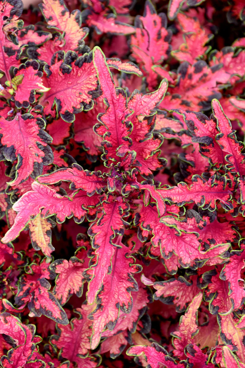Coleus, Chaotic Rose