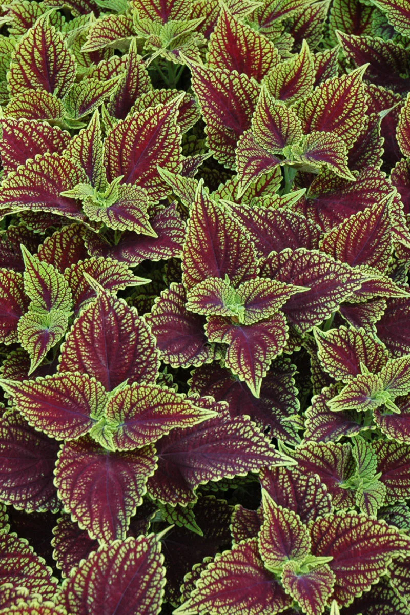 Coleus, Coleosaurus