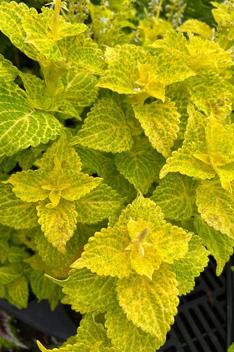 Coleus Electric Lime - Image 2