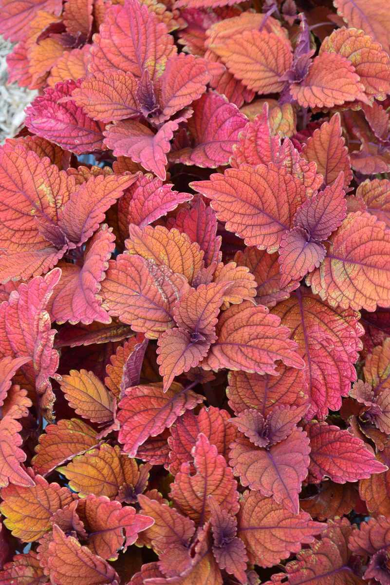 Coleus Inferno - Image 2