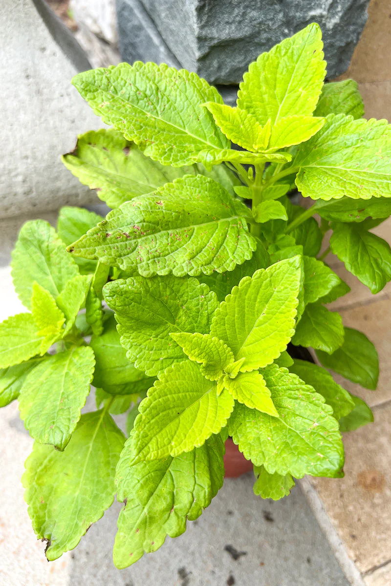 Coleus Limelife