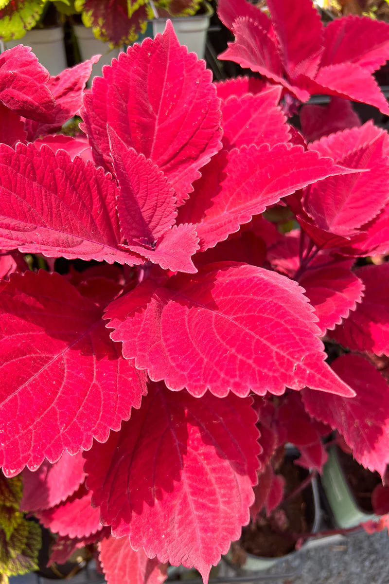 Coleus, Redhead - Image 2