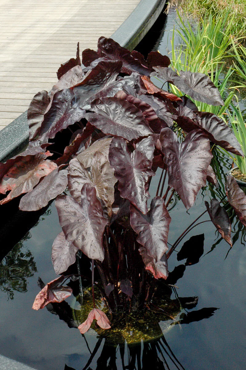 Colocasia, Black Coral - Image 2