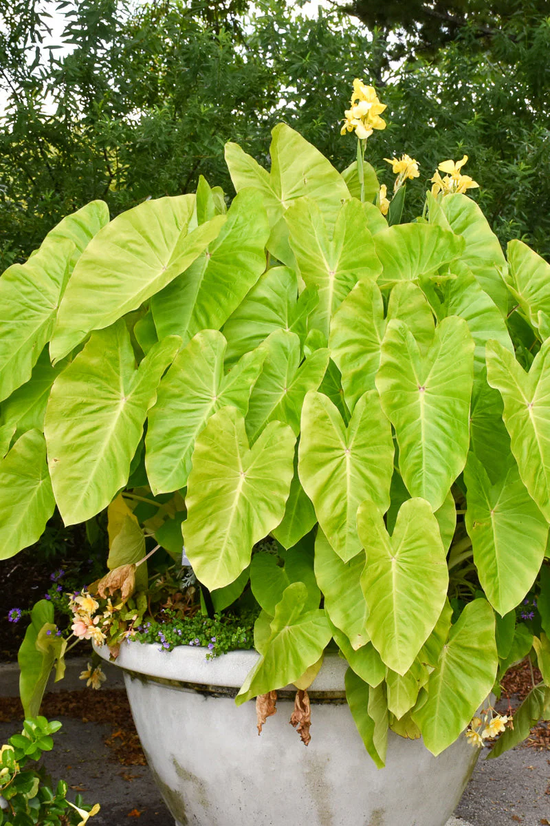 Colocasia, Maui Gold - Image 2