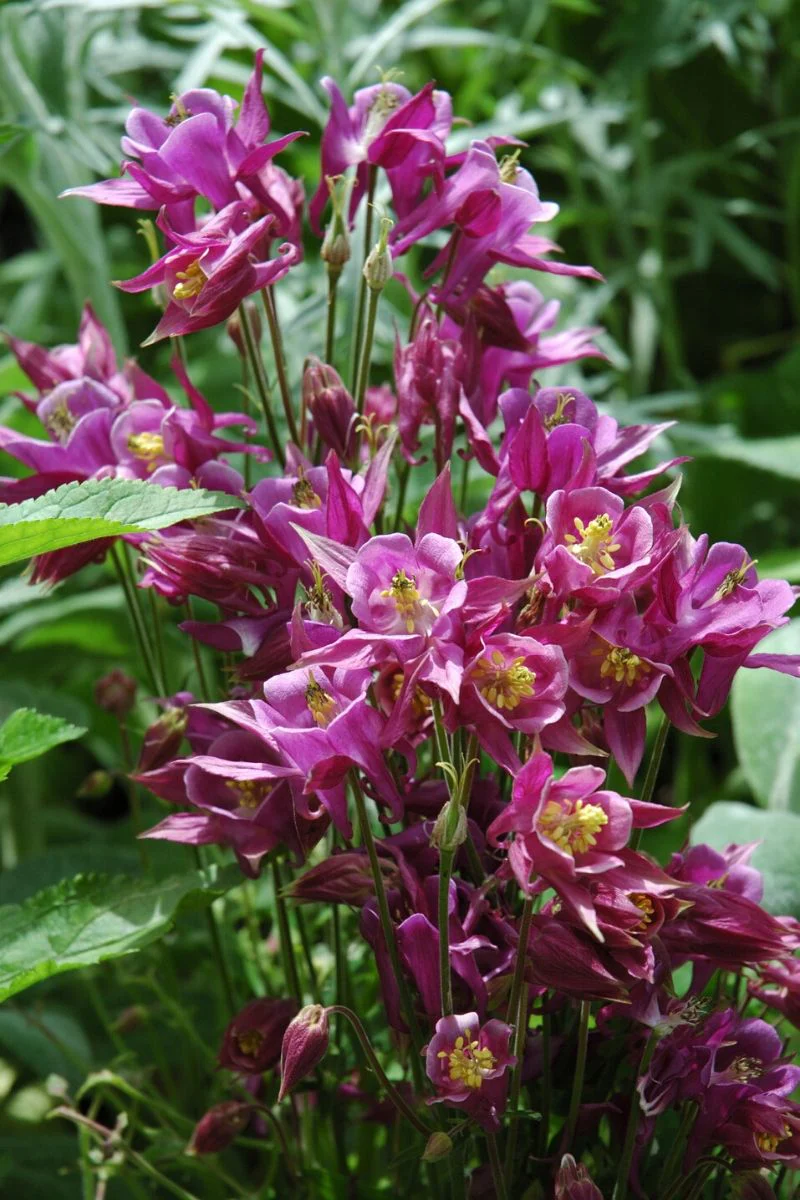 Columbine, Biedermeier