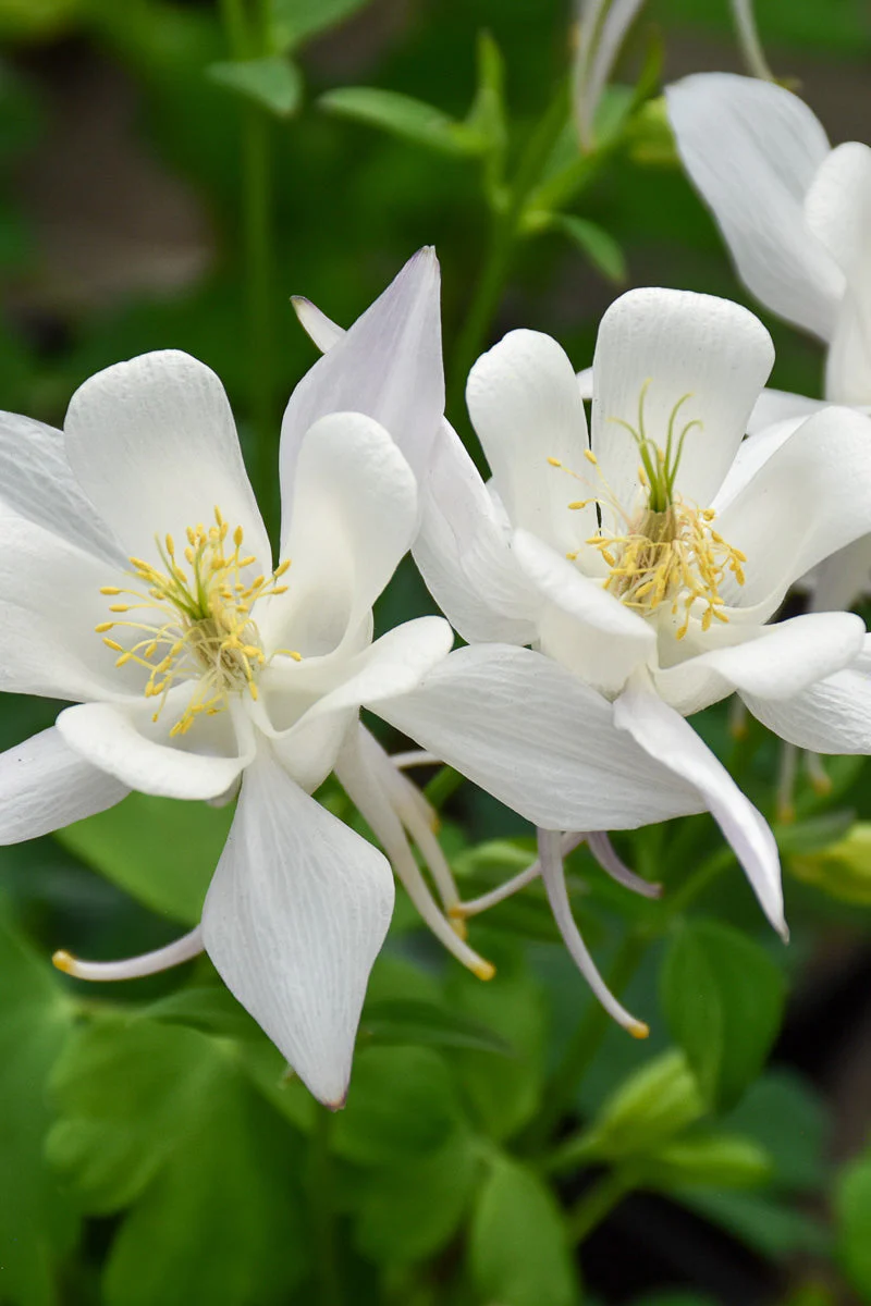 Columbine, Earlybird White
