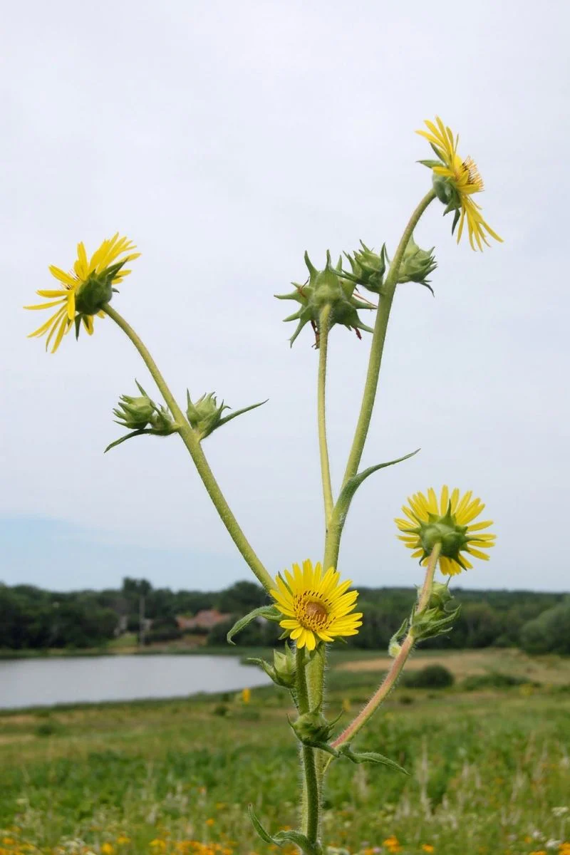Compass Plant