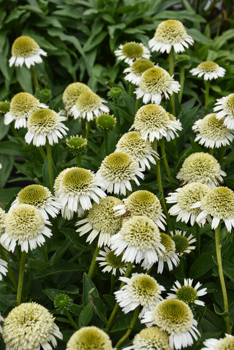 Cone Flower, Delicious Nougat