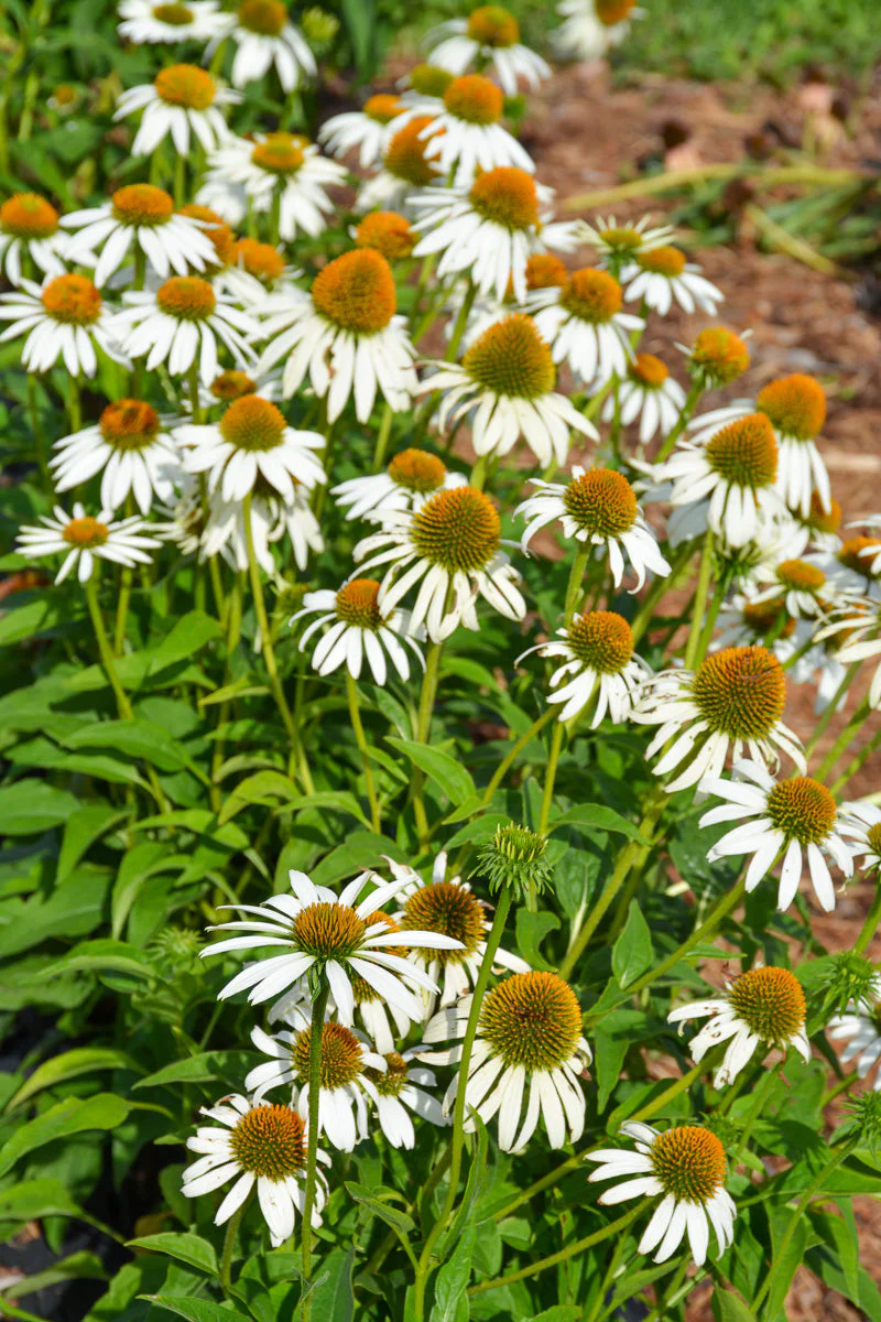 Coneflower, Happy Star