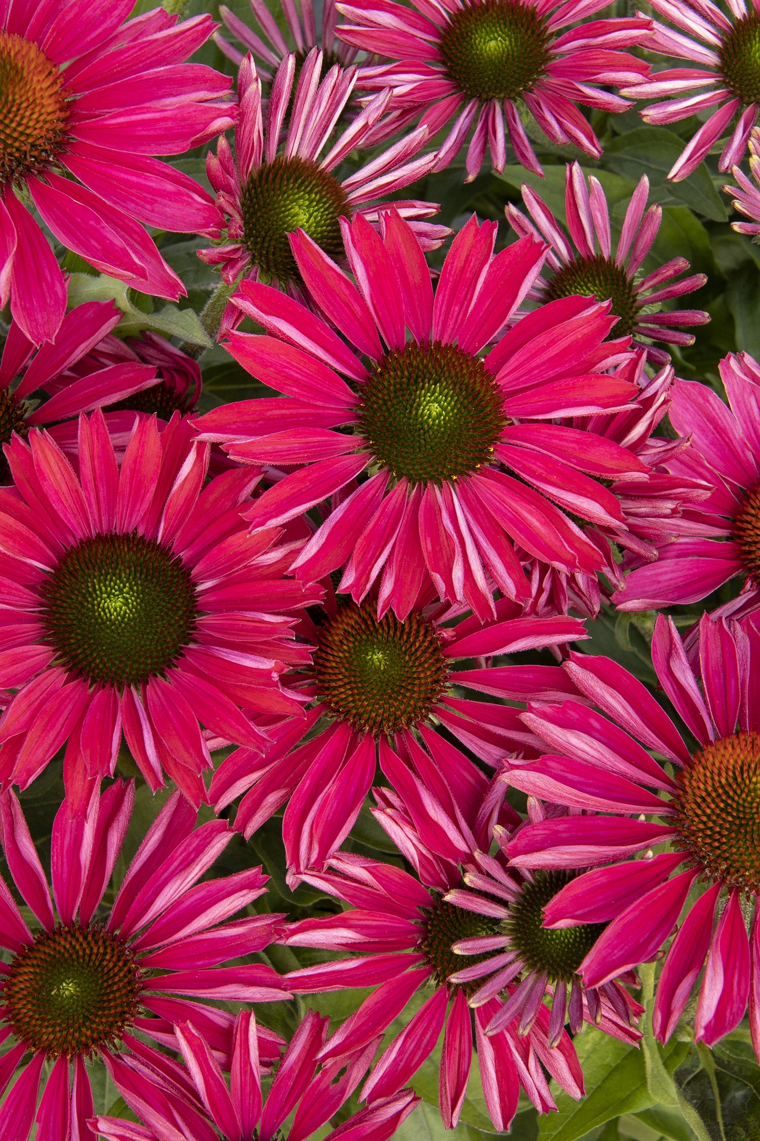 Coneflower, Kismet Raspberry
