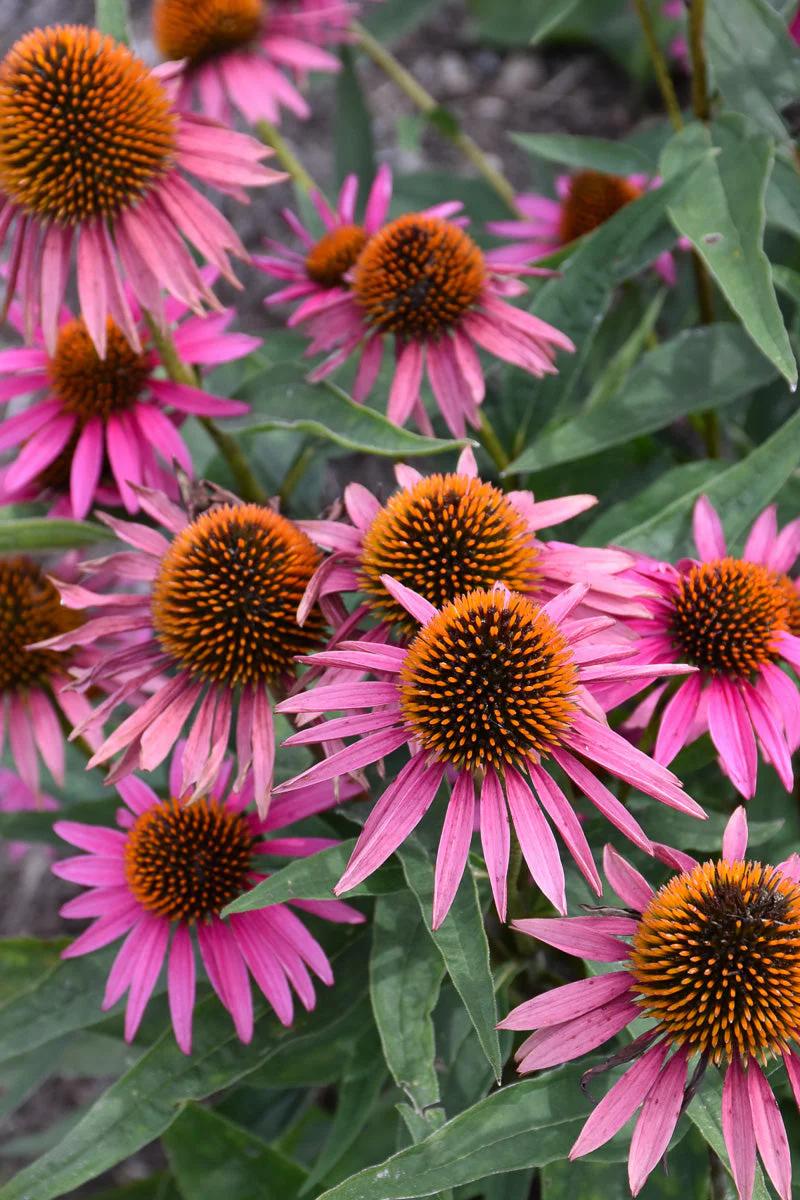 Coneflower, Pica Bella