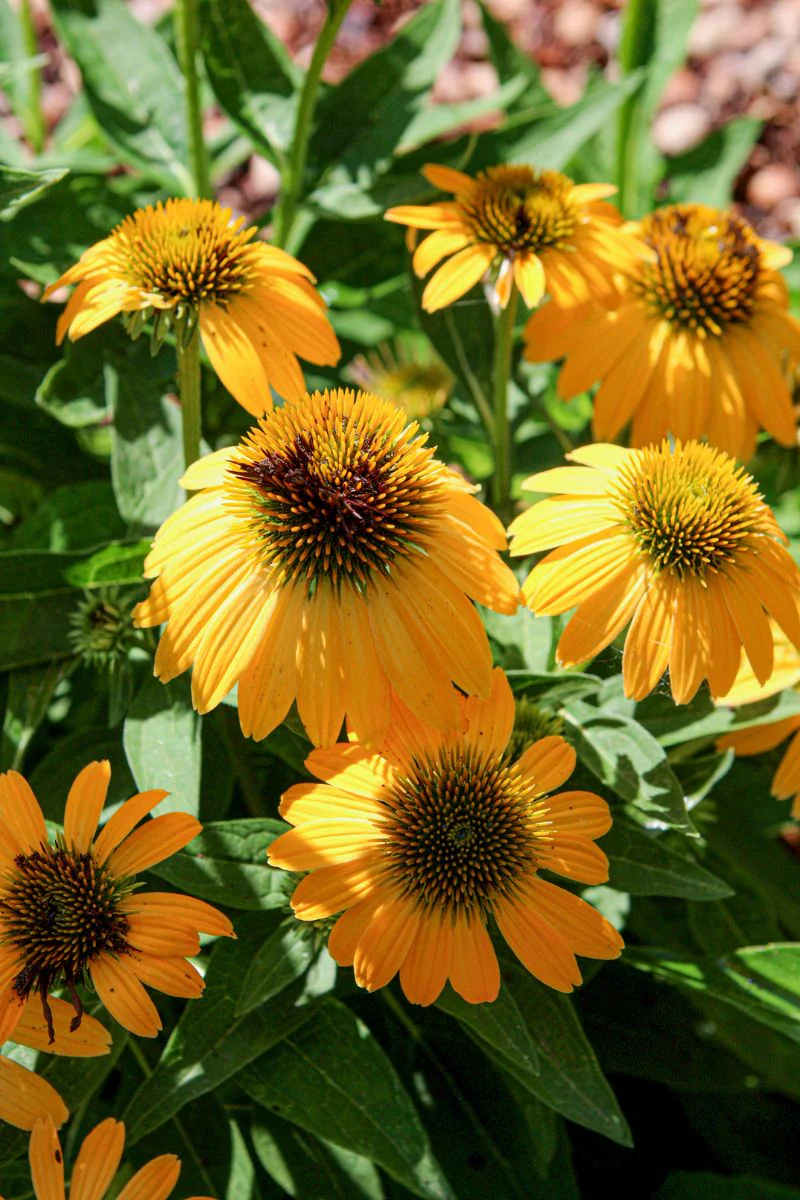 Coneflower, Pollynation Yellow