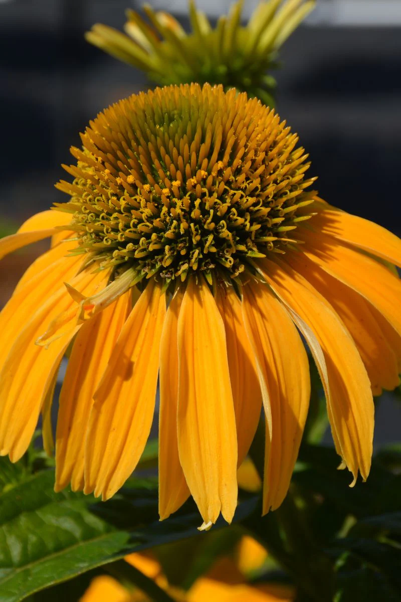 Coneflower, Pollynation Yellow - Image 2
