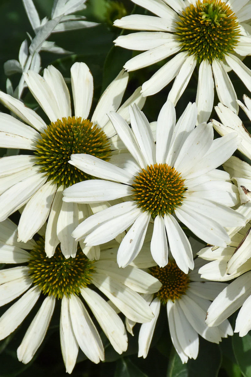 Coneflower, Price Is White