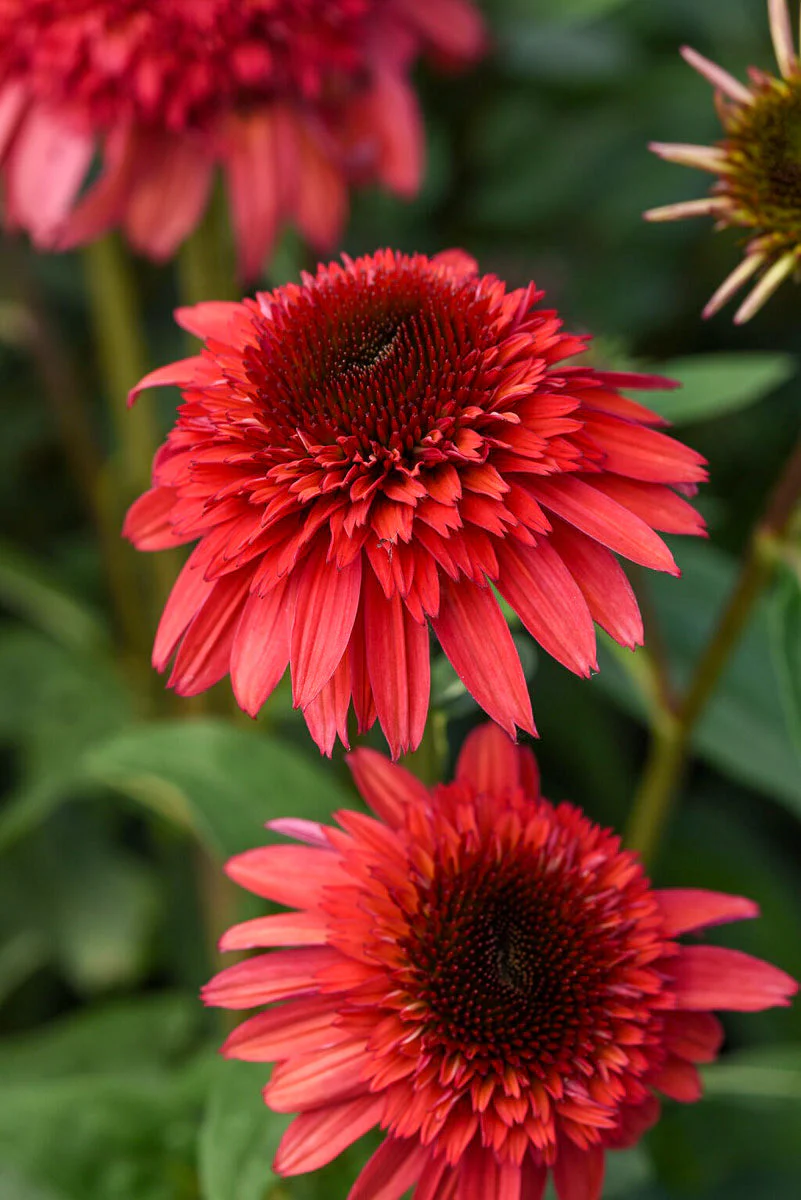 Coneflower, Raspberry Deluxe - Image 2