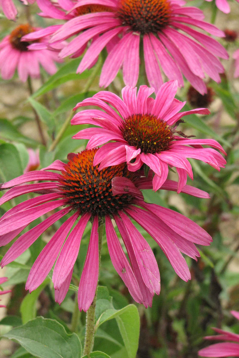 Coneflower, Ruby Star