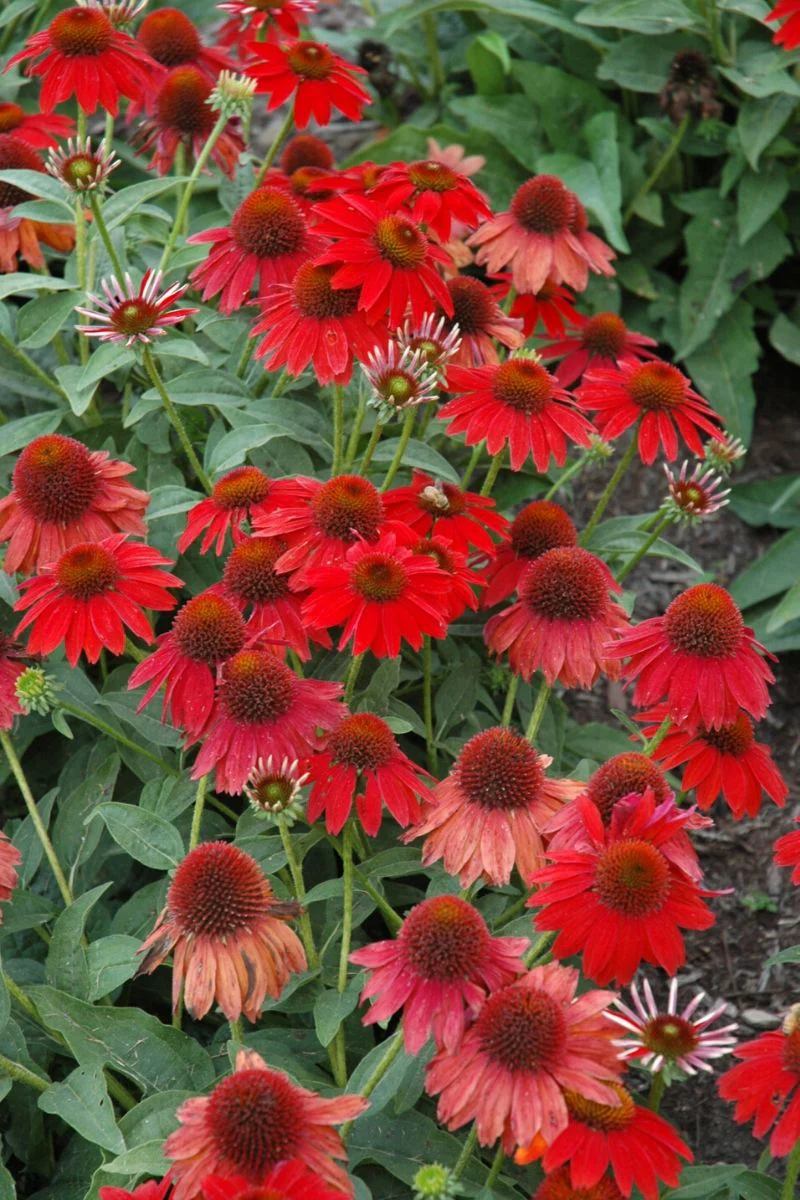Coneflower, Sombrero Salsa